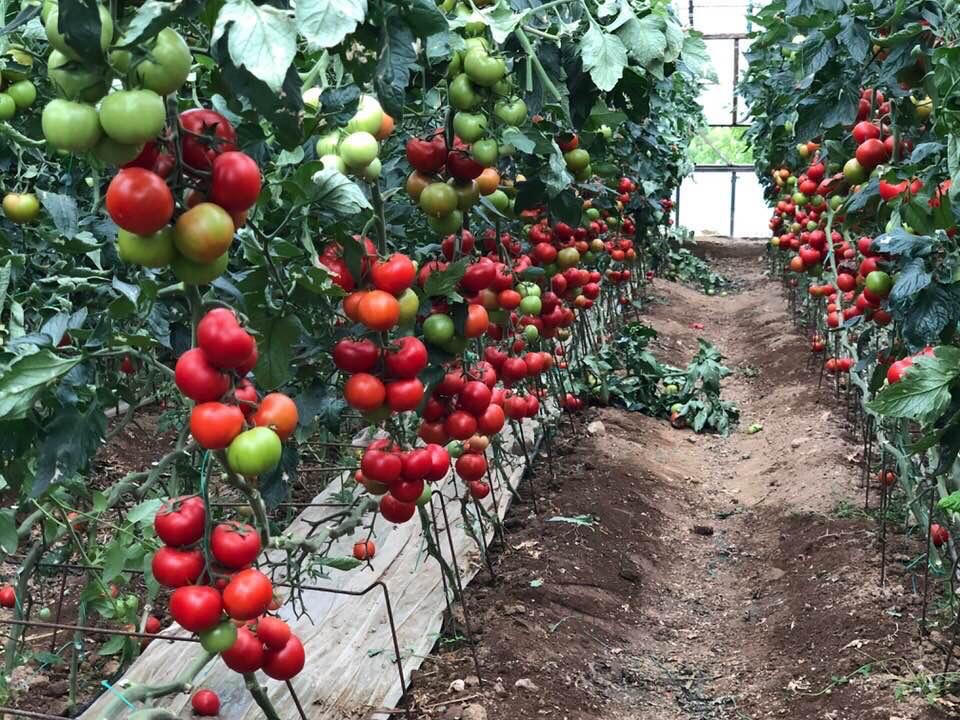 diyarbakırda salça makinesi,diyarbalkır salça çekme makinesi imalatı,salça makinesi diyarbakır,diyarbakır salça makinesi fiyatları,salça çektirme diyarbakır,salça makinesi imalatı diyarbakır,suruç salça makinesi,bağlar salça makinesi,en uygun salça makinesi diyarbakır,krom salça makinası diyarbekir